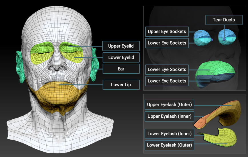 ZBrush Face Tools Empower 3D Face Character Creator